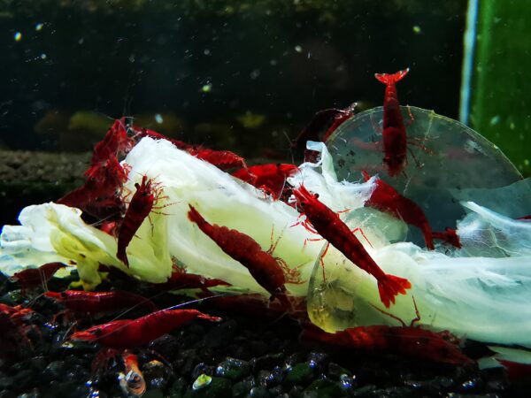 RED CHERRY - 1.5-2.0 CM PLUS 2 EXTRA TO EACH GROUP OF 10 - obrazek 2